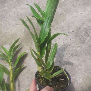 Hoa lan denro nắng bà liễu