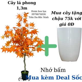 Cây lá phong cao 1,3m phù hợp trang trí nhà cửa, spa, decor mọi không gian nhà cửa