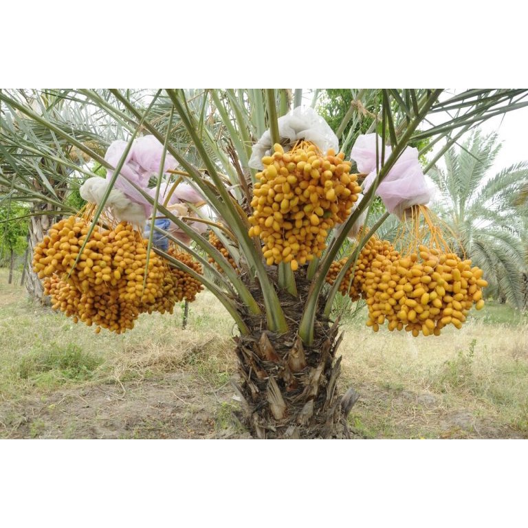 Cây Chà Là Barhee