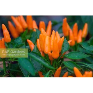 [Big Sale] (500-700 hạt) Hạt giống ớt Chili cam siêu cay