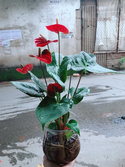 Chậu Hồng Môn Thuỷ Sinh