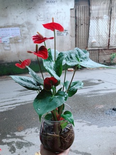 Chậu Hồng Môn Thuỷ Sinh