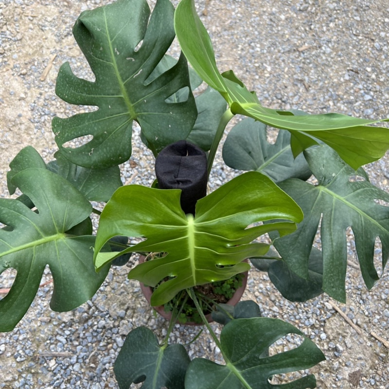 Cây trầu bà Monstera size trưởng thành leo cột bản lá to, cây cảnh phong thủy nội thất mang đến phú quý