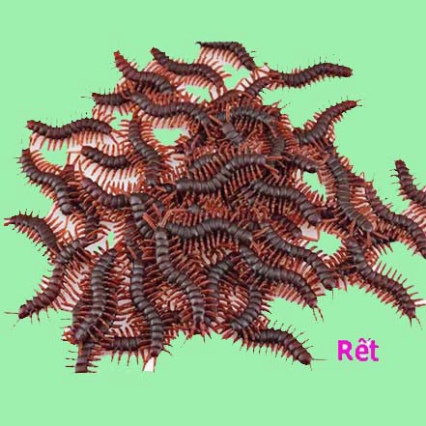 CON RẾT GIẢ côn trùng giả dùng để trang trí hoặc chơi khăm troll bạn bè