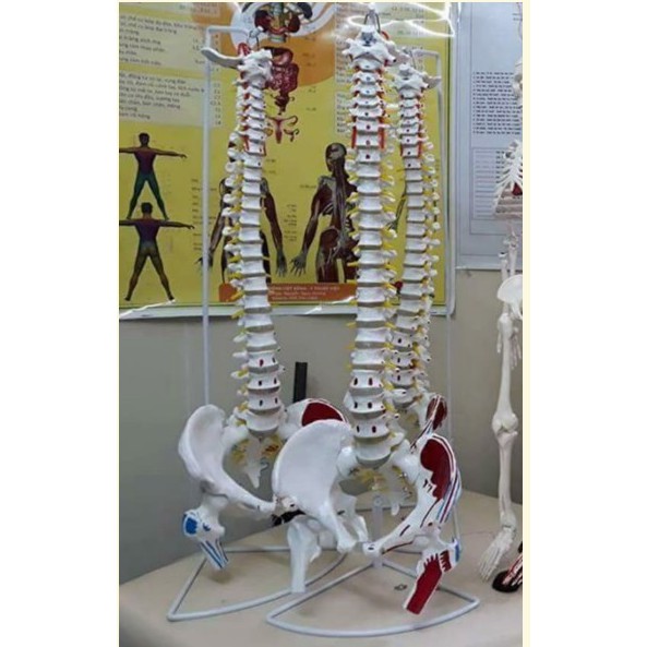 Mô hình xương cột sống , khung chậu 83cm