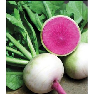 Hạt giống Củ cải Cherry trắng ruột đỏ