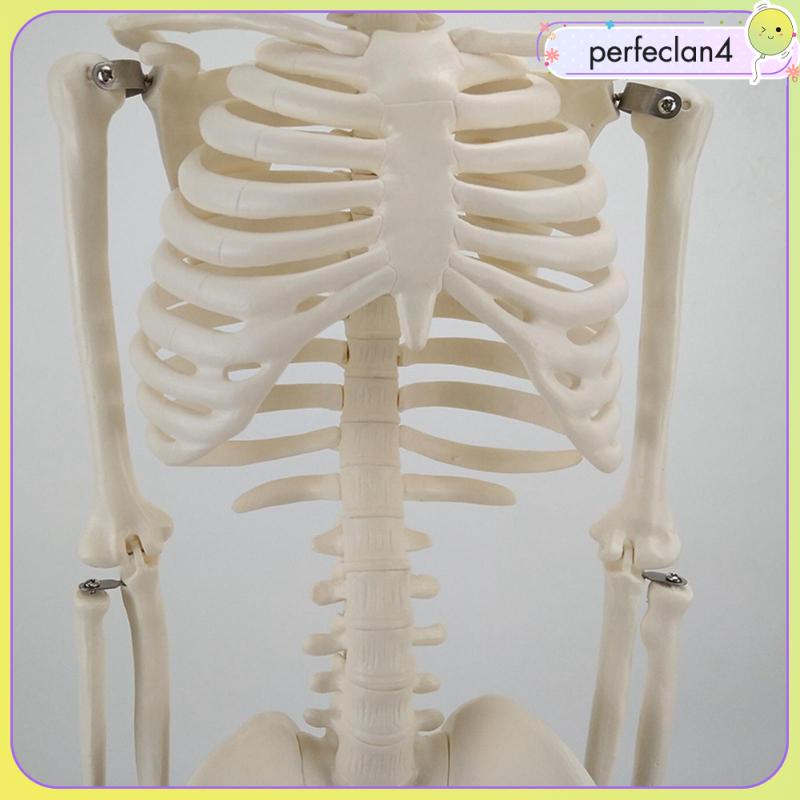 Mô Hình Xương Người Perfeclan4 Dùng Giảng Dạy Y Tế