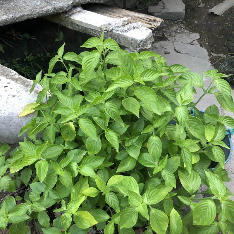 Cây cẩm đỏ