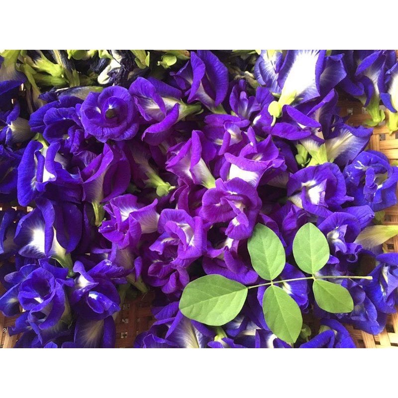 Hạt giống hoa đậu biếc