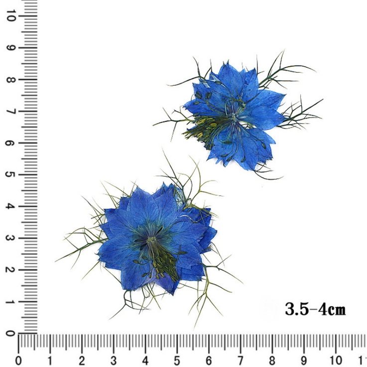 Vỉ 12 hoa khô Nigella - Love in the Mist cho các bạn làm trang trí epoxy, bưu phẩm, khung tranh, DIY