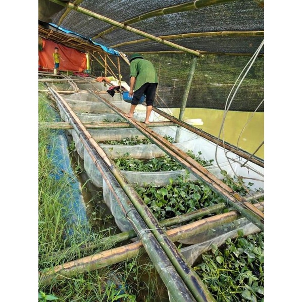 Tráng vèo ươm ốc nhồi mới nở 2x1x1