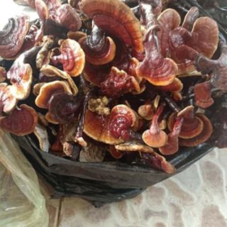 NẤM LIM XANH RỪNG(gói 1kg loại to,đẹp)