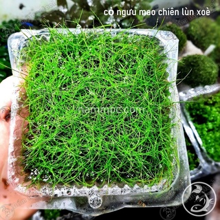 Cỏ Ngưu Mao Chiên Lùn Xoè | Cây thuỷ sinh tiền cảnh trồng nền