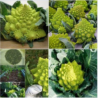 Hạt giống súp lơ san hô - 1 gói 20 hạt