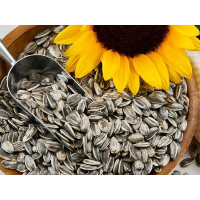 500g hướng dương rang chín, hạt to mẩy