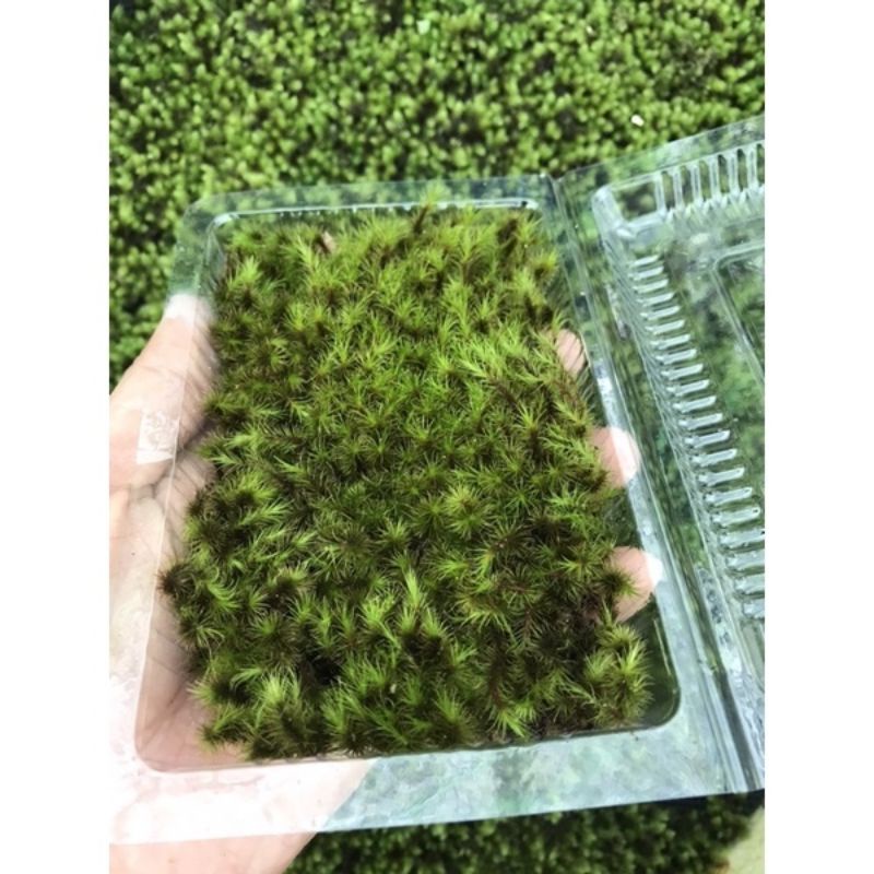 Rêu Common haircap 10x15cm