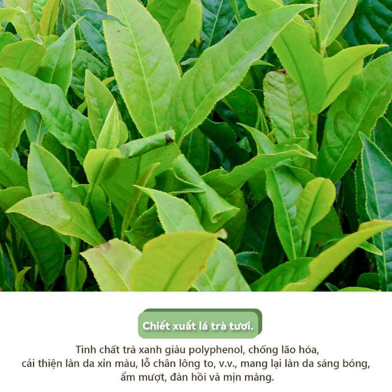 [Hàng mới]  Lột mụn trà xanh nguyên chất  thiên nhiên, hút sạch bụi bẩn, dầu thừa và mụn cám