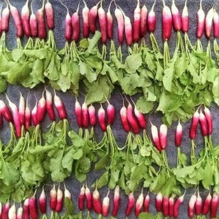 Hạt giống củ cải đỏ dài mỹ