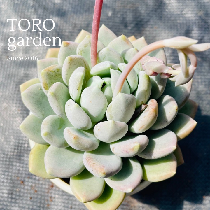 Sen đá sỏi xám Đà Lạt size trung bình cây cảnh trang trí nhà cửa Toro garden