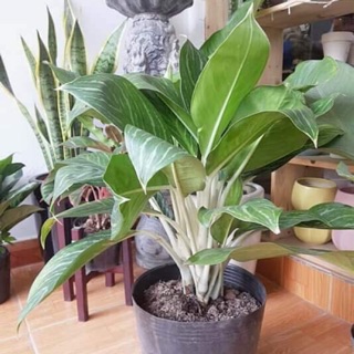 Cây bạch mã hoàng tử cây lớn