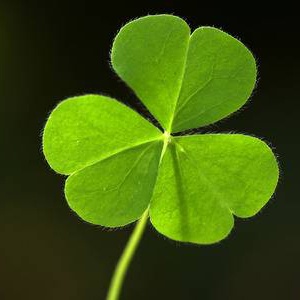 Cỏ ba lá khô dùng với lá Sigil May Mắn