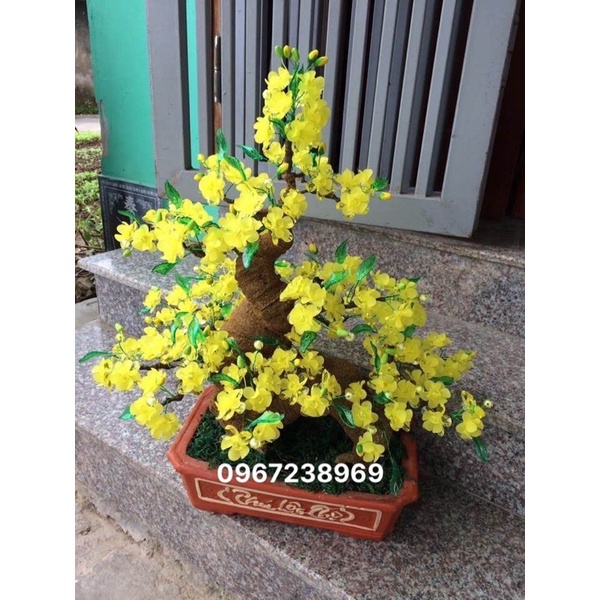 Gốc bonsai Rồng 40cm làm hoa mai đào