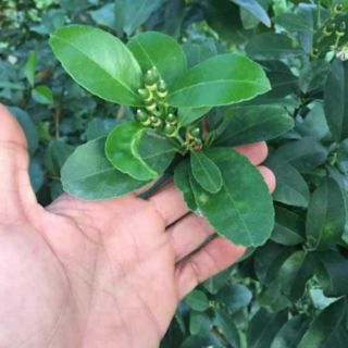 Cây 🌲 Chanh tứ quý...( có trái 4 mùa) đang trái