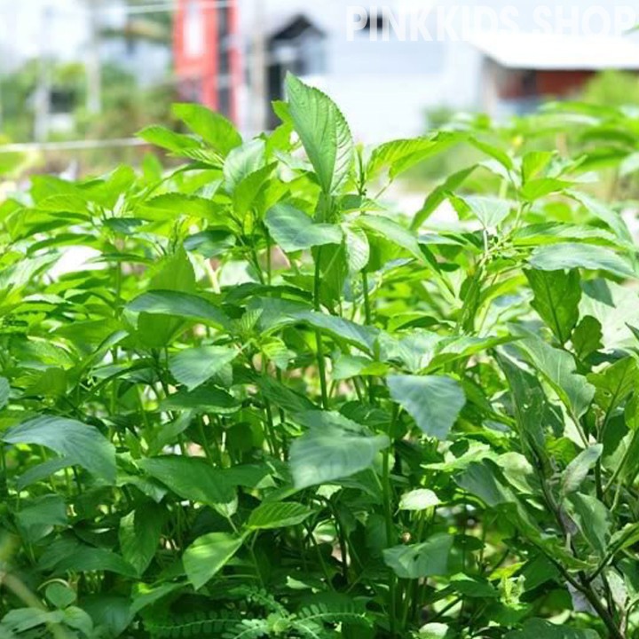 HẠT RAU ĐAY XANH - GÓI 10 GRAM