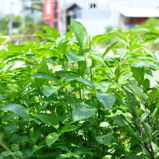 HẠT RAU ĐAY XANH - GÓI 10 GRAM