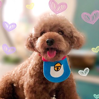 ❣️ Yếm đeo cổ dễ thương cho chó mèo