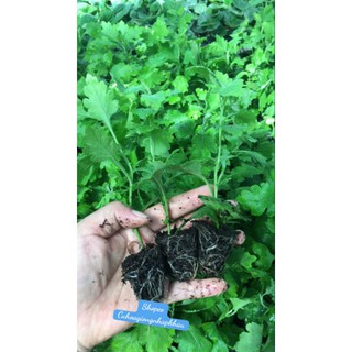 Combo 10 Cây Gióng Cúc Chi Vàng Rủ
