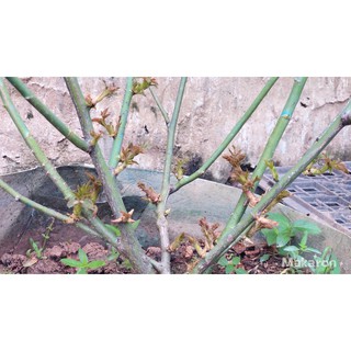 KÍCH MẦM HOA HỒNG