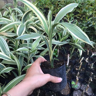 Cây Phát Tài Sọc - Phát Tài Mỹ (ảnh Thật), Boiboi.Organic, Cây Trong Bầu Đất, Rễ Mạnh