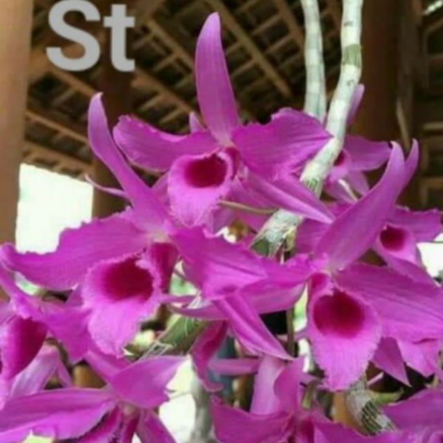 Phi điệp cây giống