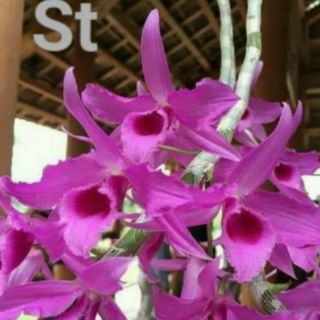 Phi điệp cây giống