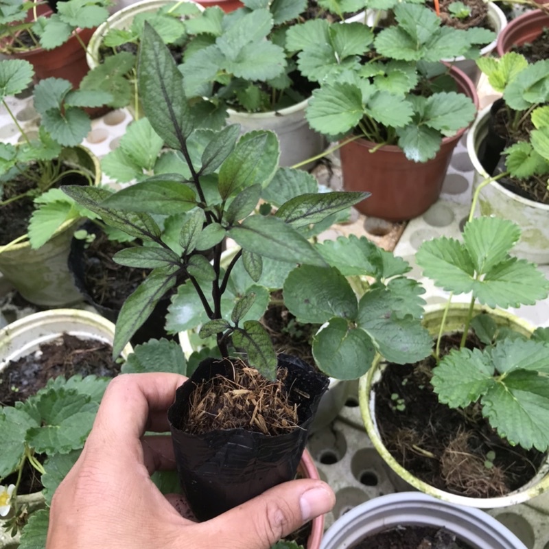 5 Cây giống dưa hấu pepino tím