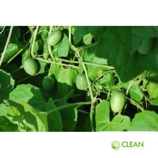 Hạt giống Dưa hấu tí hon (10 hạt)