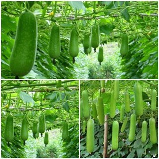 hạt giống bí đao