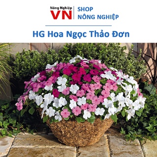 50H - hạt giống hoa ngọc thảo ( mai địa thảo đơn )