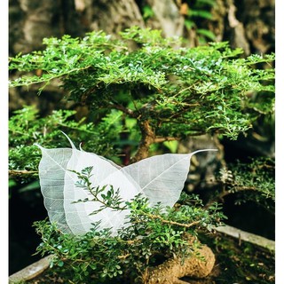 XƯƠNG LÁ BỒ ĐỀ