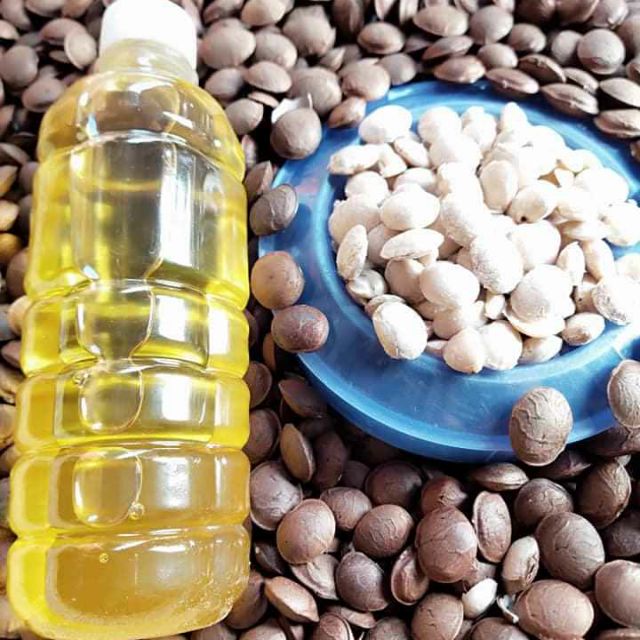 500ml TINH DẦU SACHI ĐĂKLAK