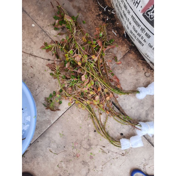 4 Ấu Thái Thủy Sinh - ☘️☘️ - Siêng lọc nước - Thải độc môi trường nước cho cá