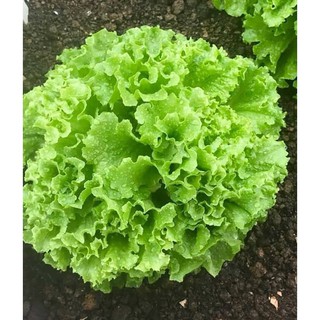 Hạt giống rau Xà lách xoăn (5 gram).