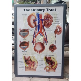 Tranh giải phẫu nội tạng nam