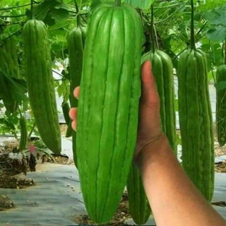 mướp đắng khổng lồ 1gr