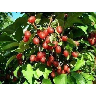 Cây giống nhót ngọt cherry ra trái siêu sớm