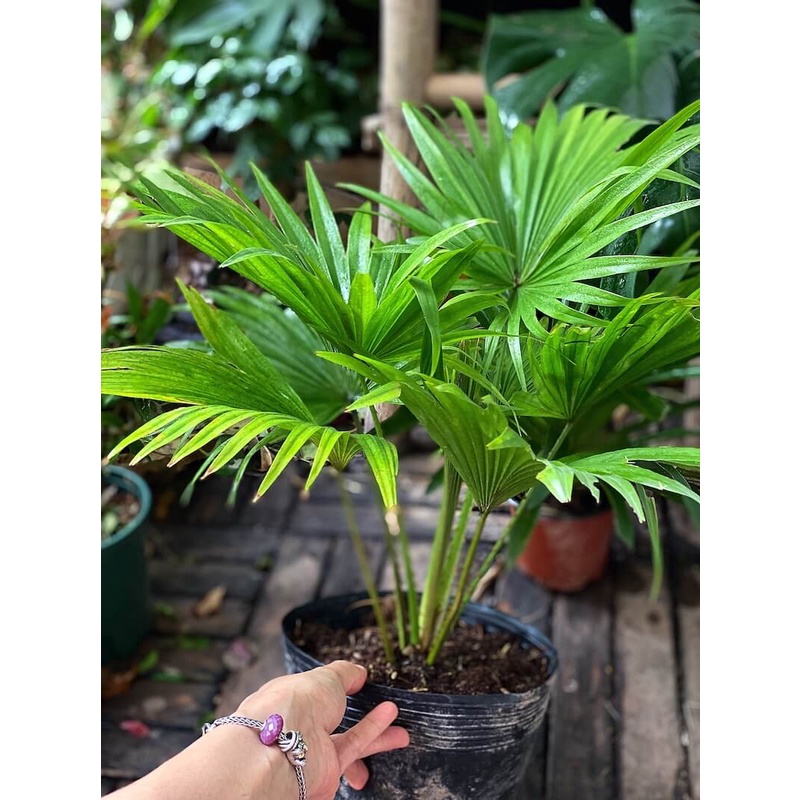 Cây Livistona chinensis Chinese Fan Palm (Cọ Quạt Mini) bầu nhựa đen