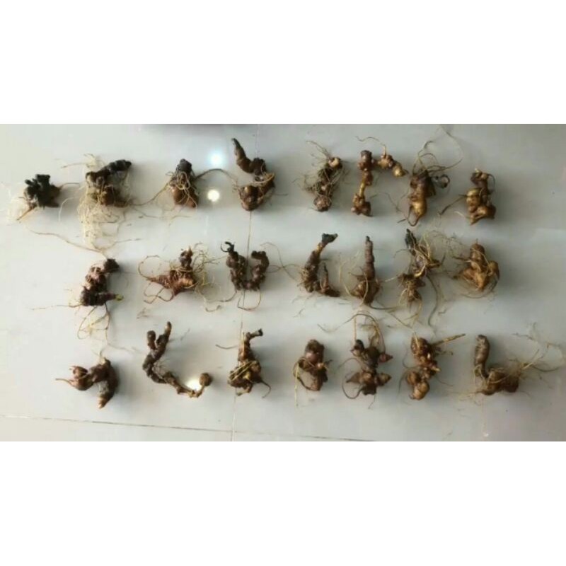 Củ Sâm Ngọc Linh Tươi 5 năm tuổi >> 100gr 100% Sâm Thật