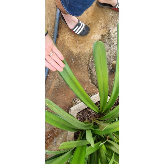 Tép kiếm rừng tiên vũ bản lá to 6 cm rất đẹp rẻ