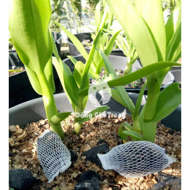 1kg Phân trùn quế Viên nén Sfarm chuyên dùng cho Lan và Hoa Kiểng